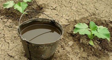 Čím a kdy krmit dýně pro dobrou úrodu?